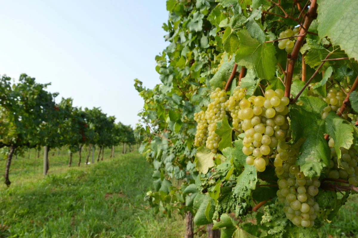 En Trellier: apoyo necesario para las buenas uvas de crecimiento 3988_2