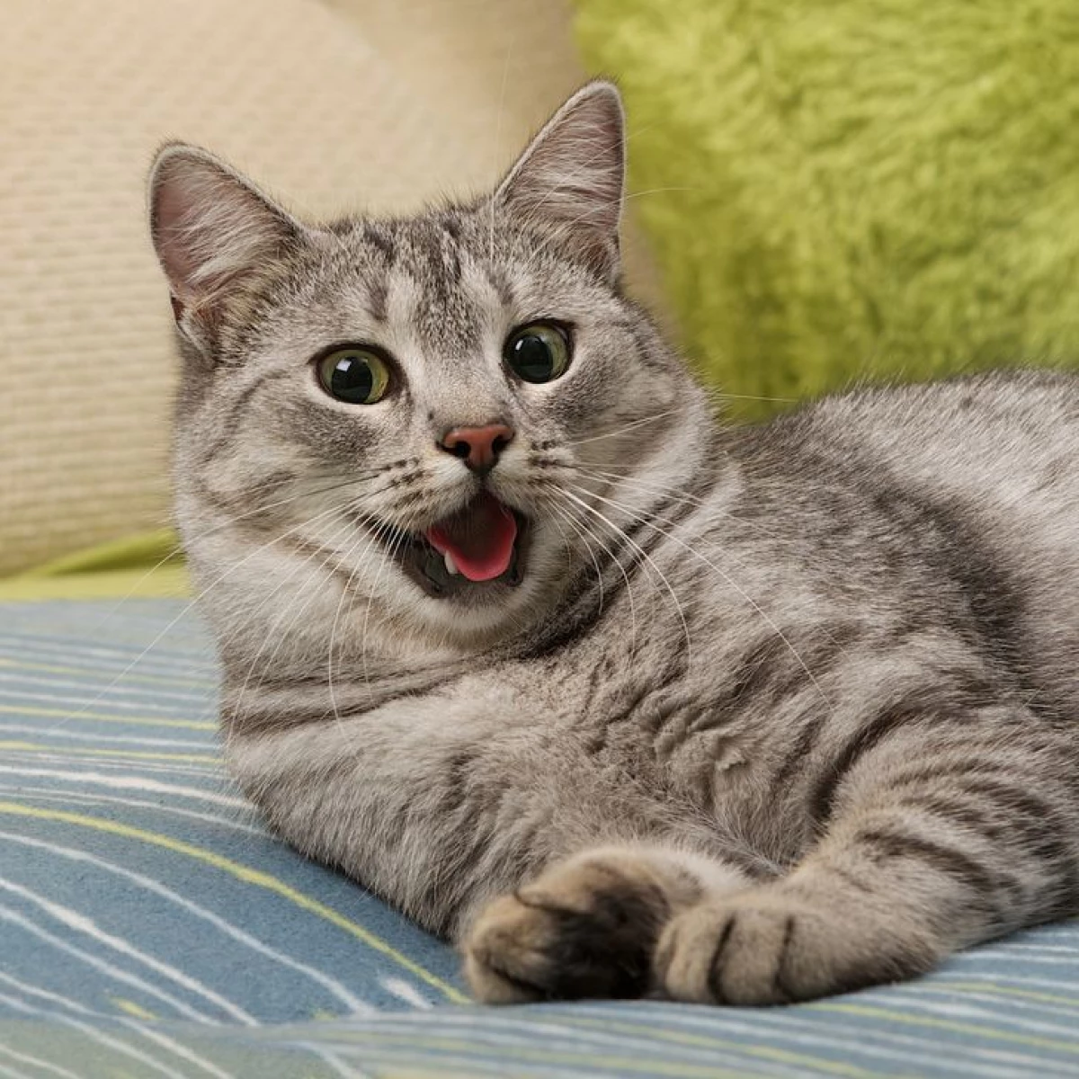 8 požymiai, kuriems lengva nustatyti, ką jūsų katė yra laimingiausia kūrinija žemėje 4059_1