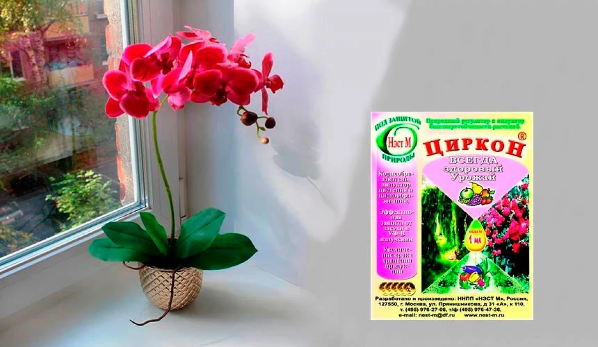 Zircon biopreparation: uma e uiga i le faʻaaogaina o le orchid o lona uiga 4094_1