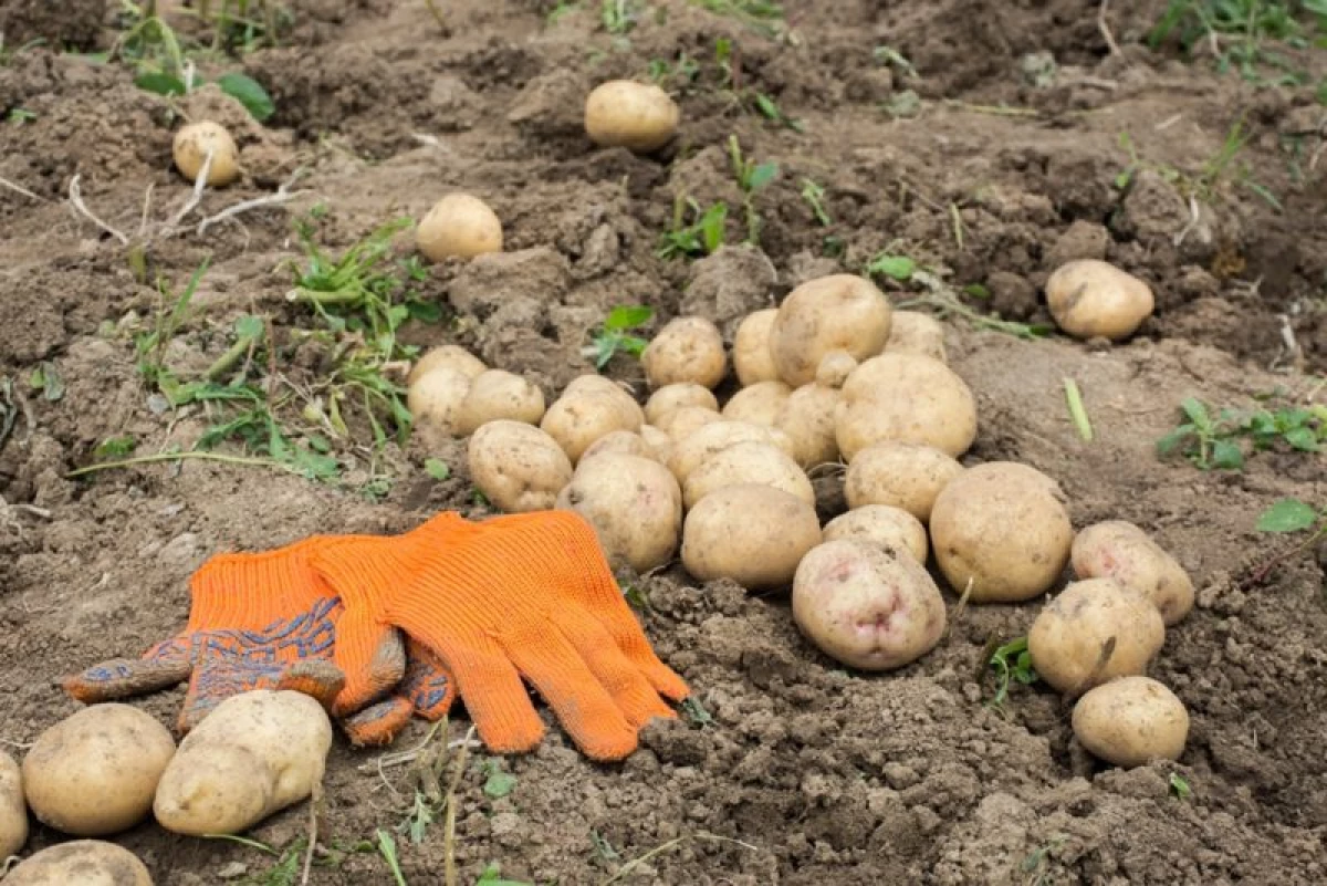 5 võimalust kartulite taimede jaoks. Valige kõige praktilisem