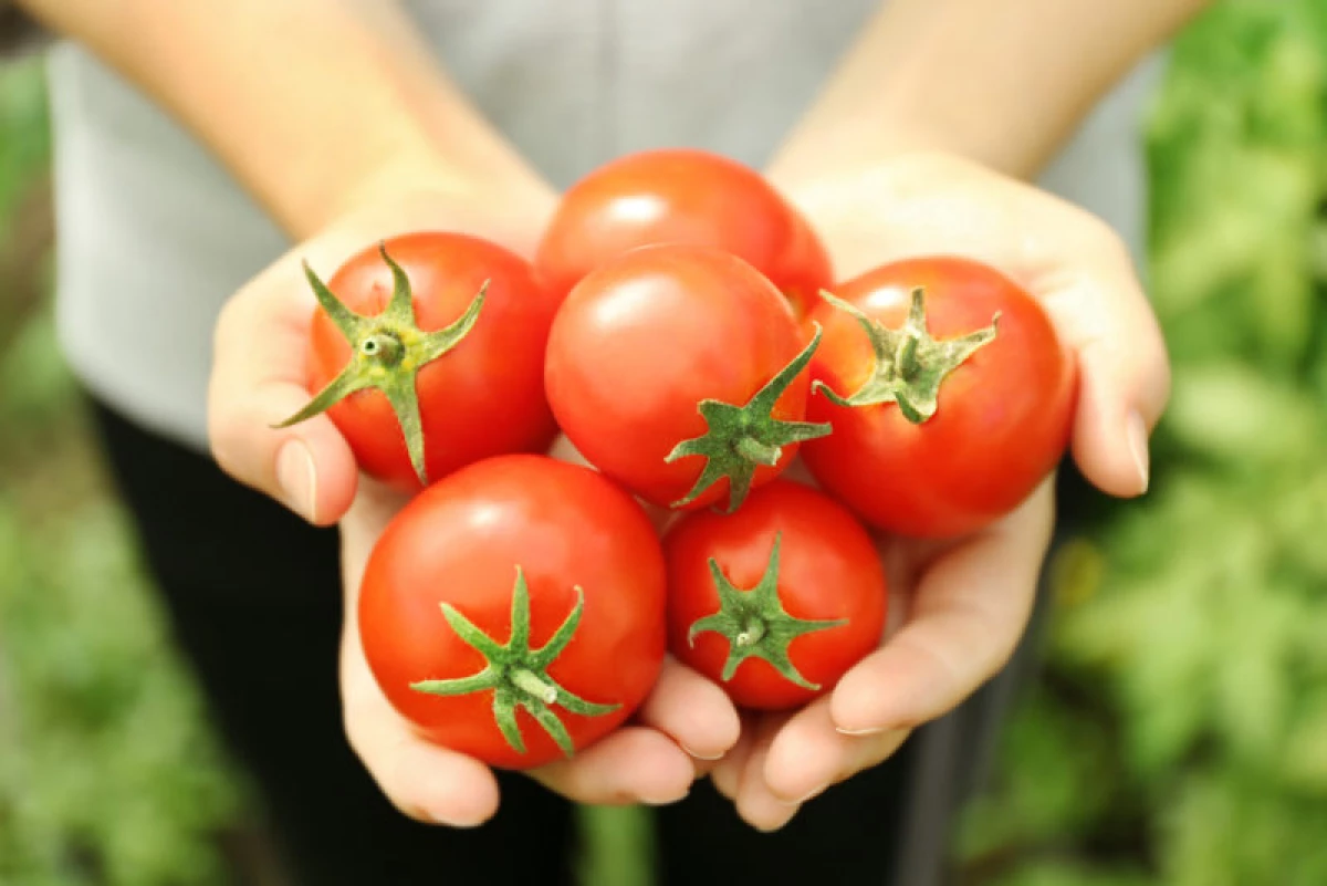 Cómo mantener los tomates en forma fresca al invierno. 4356_1
