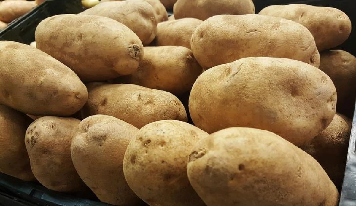 Kako klijati za sadnju krumpira - 5 načina za odabir 4718_1