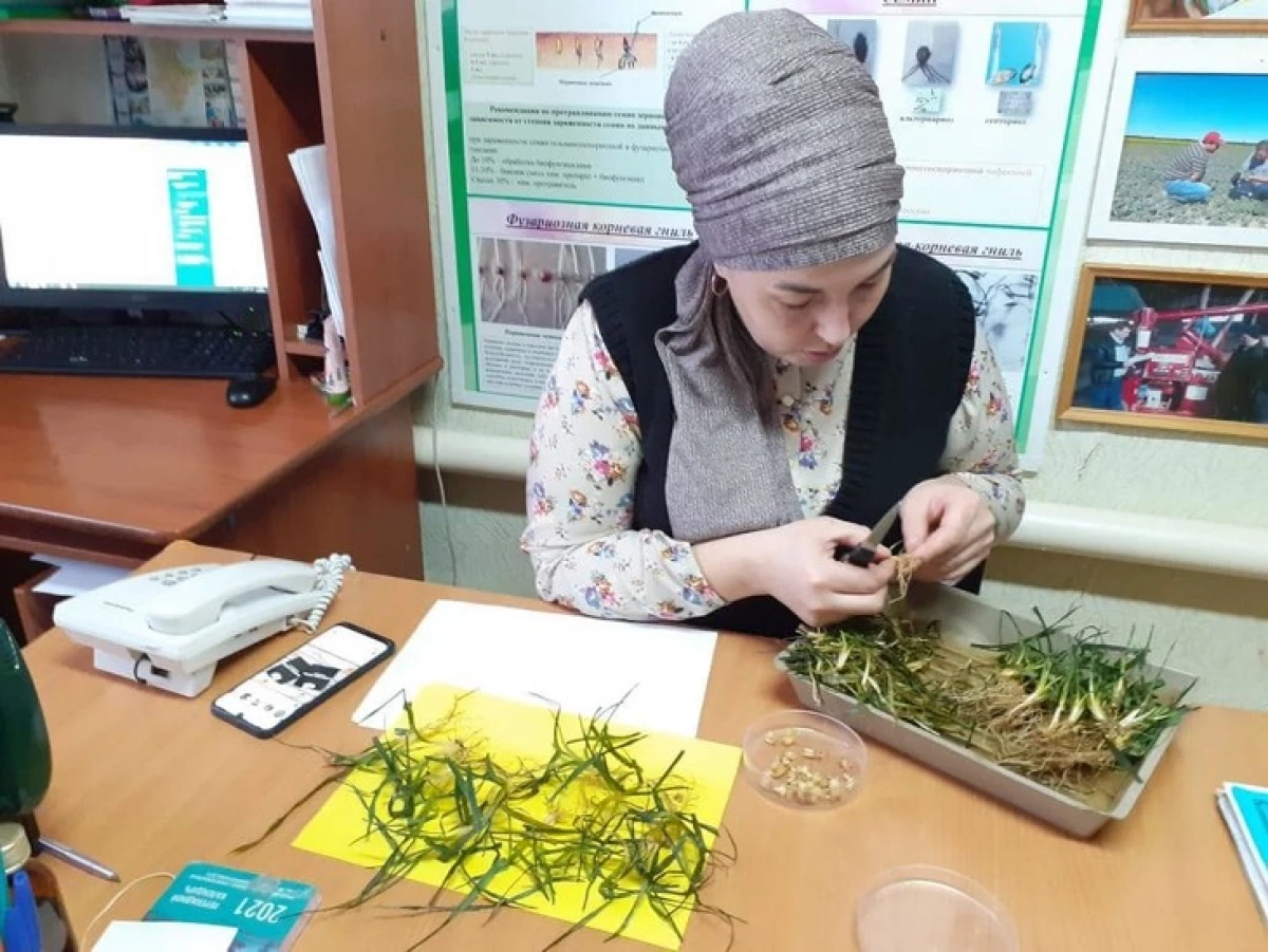 Vilket år är strömmen förbereder vinterkulturer i Tatarstan 5251_1
