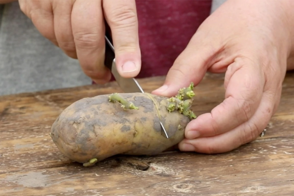Когда доставать картошку на проращивание для посадки. Протравливание клубней картофеля. Ростки картофеля. Клубень картошки. Семена картофеля с ростками.