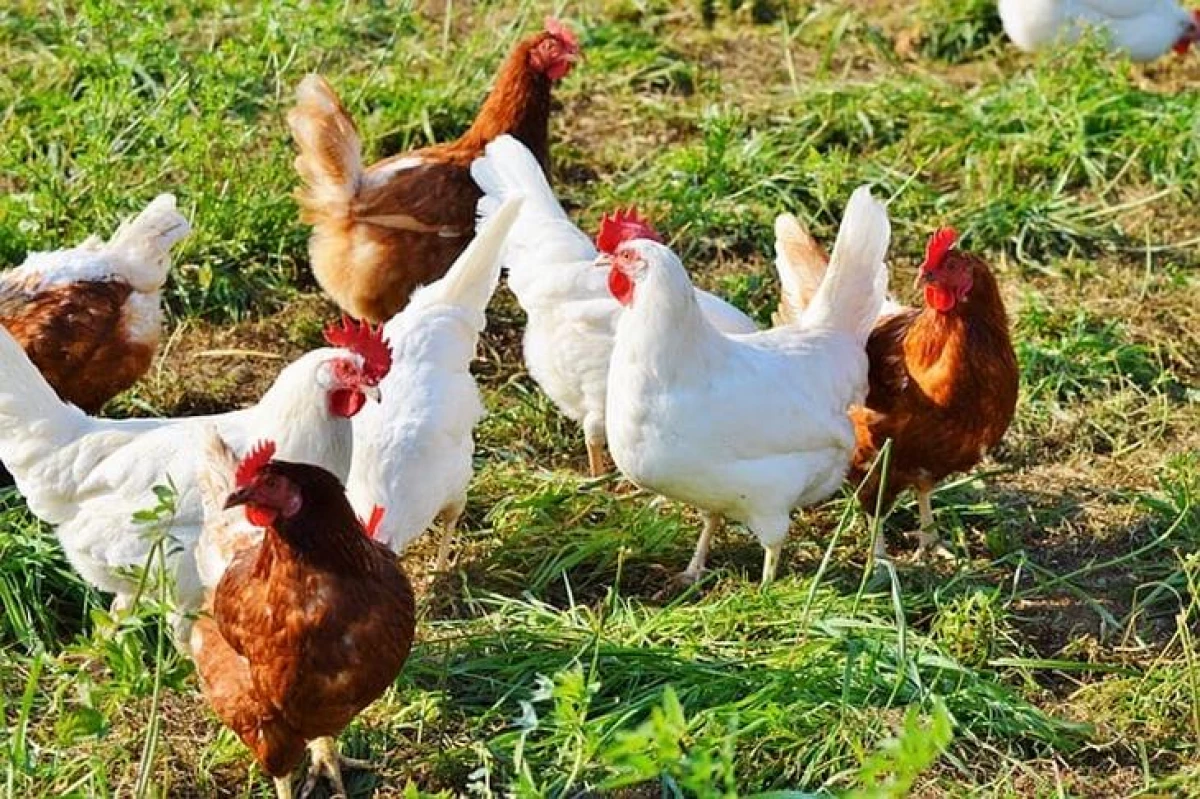 Wie viele Hühner müssen für Eierwald gestartet werden?