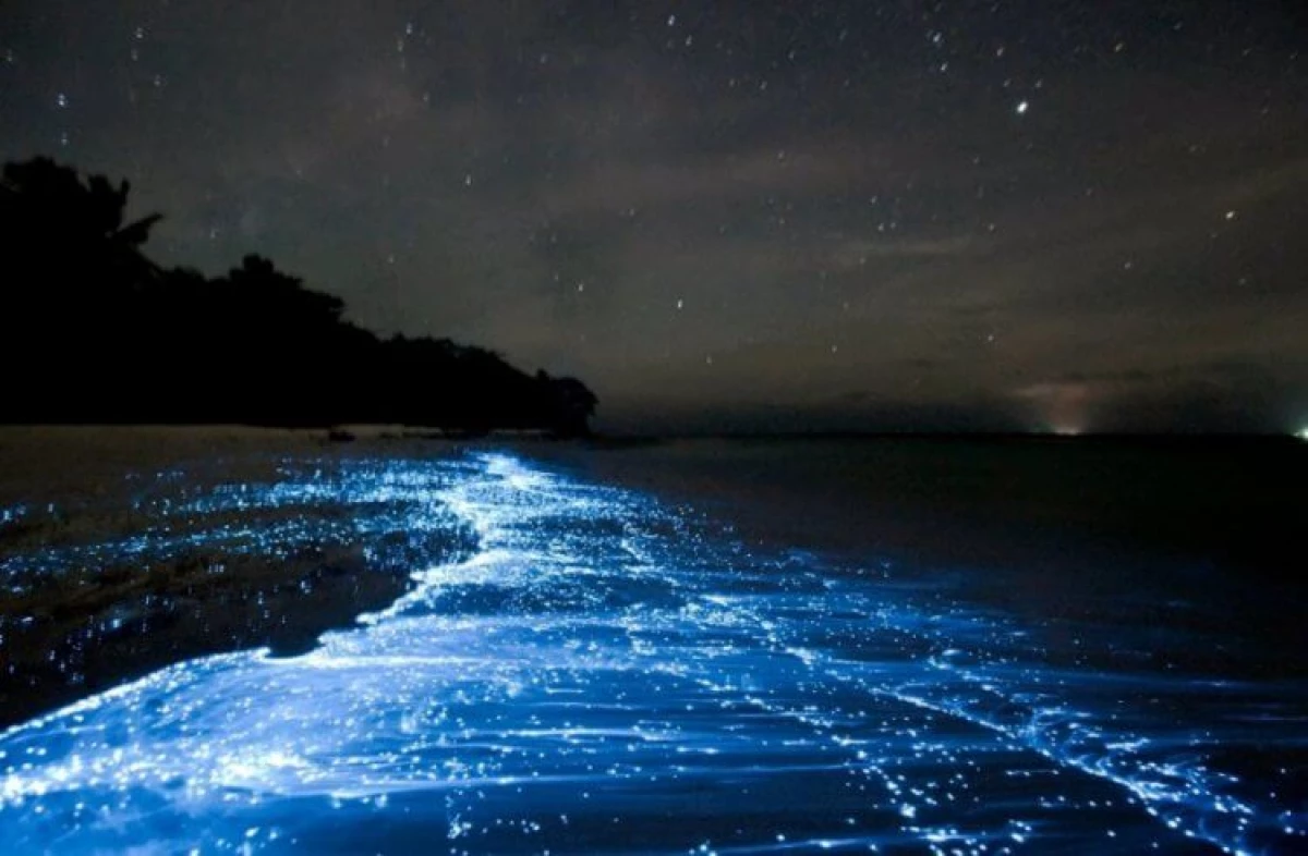 왜 밤에는 바다와 바다의 물이 빛나는 이유는 무엇입니까?