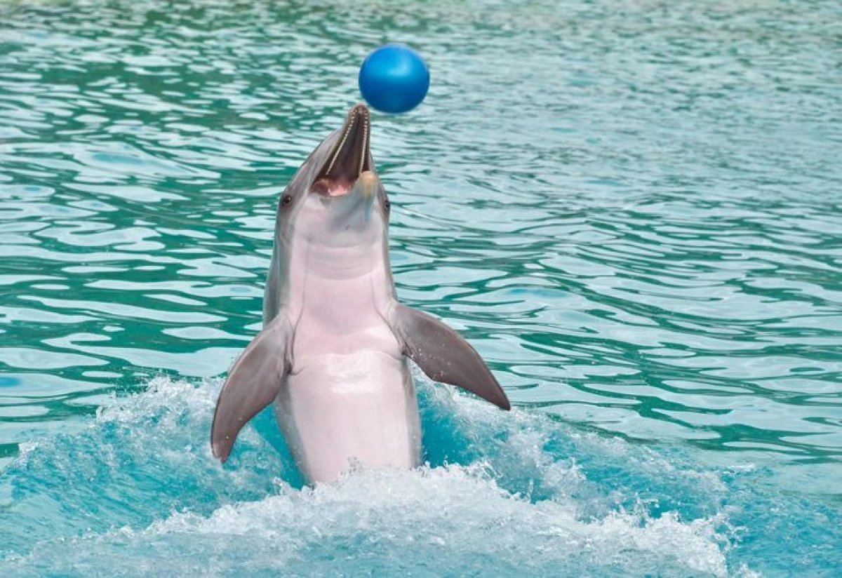 Som i virkeligheden falder dyr i dolphinarier, og hvorfor de ikke er der 5840_1