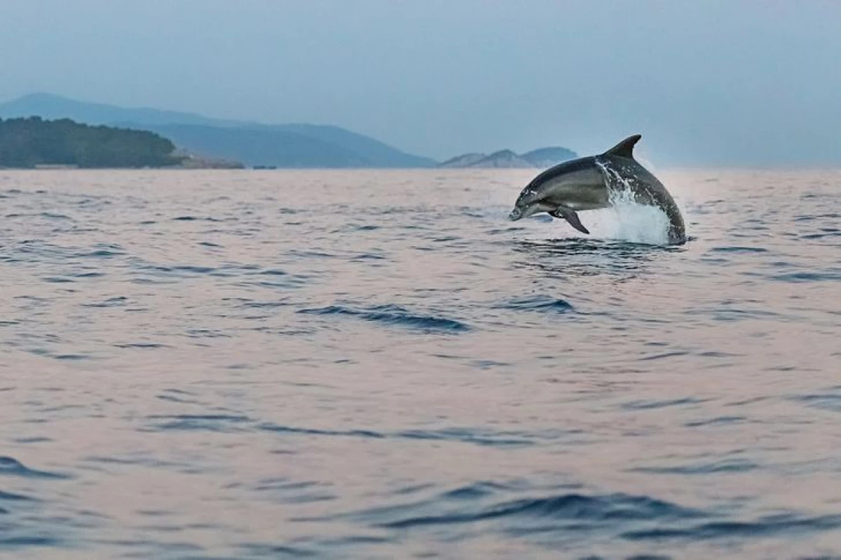 Шын мәнінде, жануарлар дельфинарийлерге түсіп, неге олар сонда жоқ 5840_8