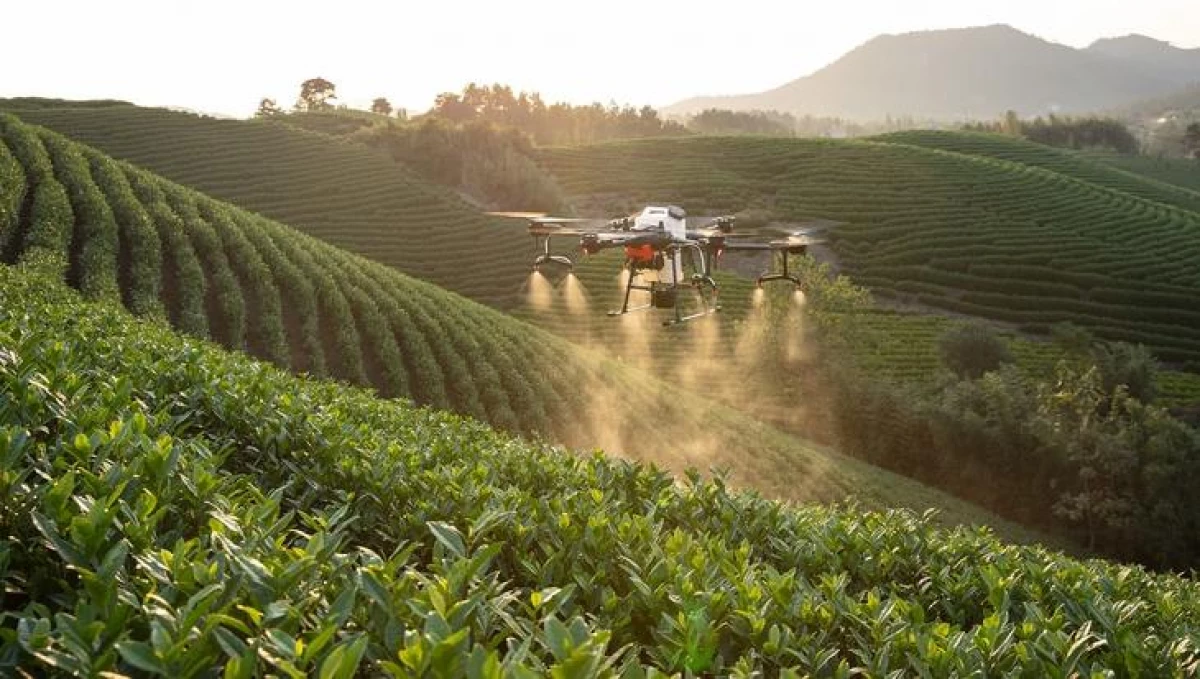 Drone Cina dadi cara produksi umum kanggo produksi pertanian pertanian 6056_1