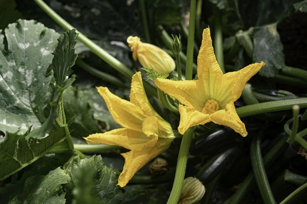 Vill du äta zucchini redan i maj - lägg dem i växthuset 6153_4
