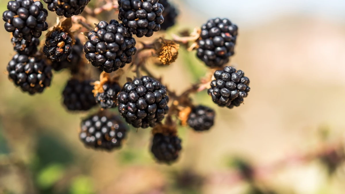 Najbolj sladek vrt BlackBerry - Top 7 najbolj priljubljenih sort 6214_1