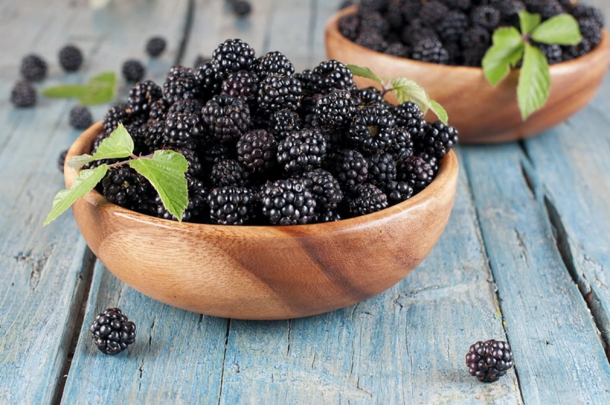 Najbardziej słodki ogród Blackberry - Najlepsze 7 najbardziej popularnych odmian 6214_2