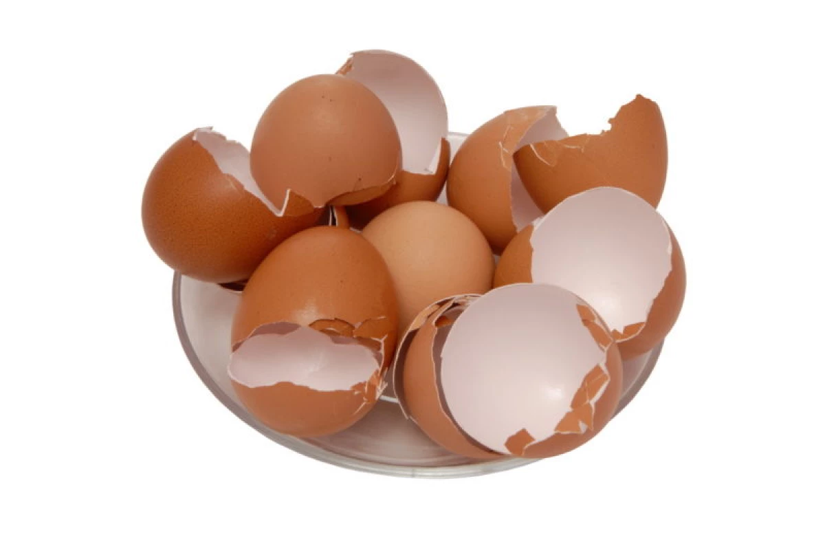 정원에서 계란 껍질을 적용하는 8 개의 인기있는 방법 6303_1