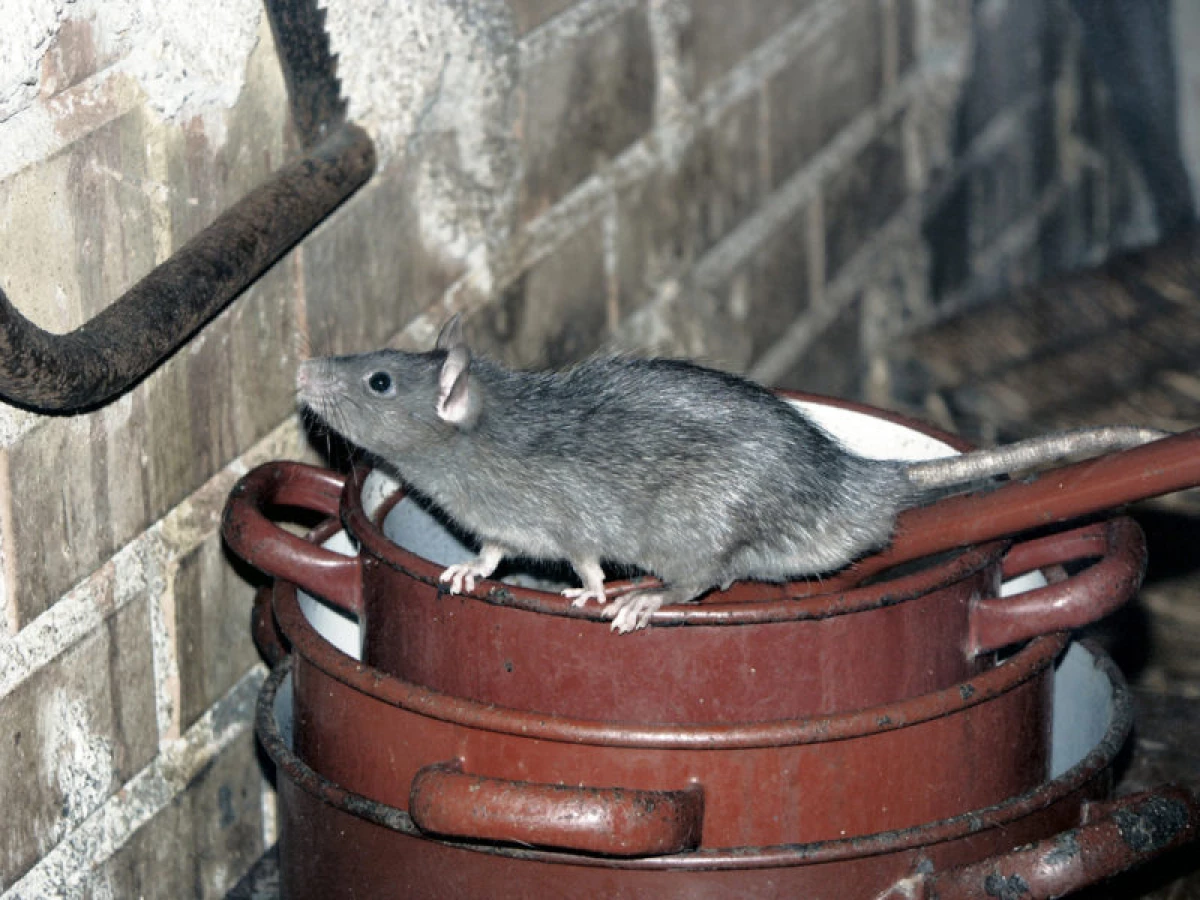 14 plants capable of scaring mice from the garden 643_2