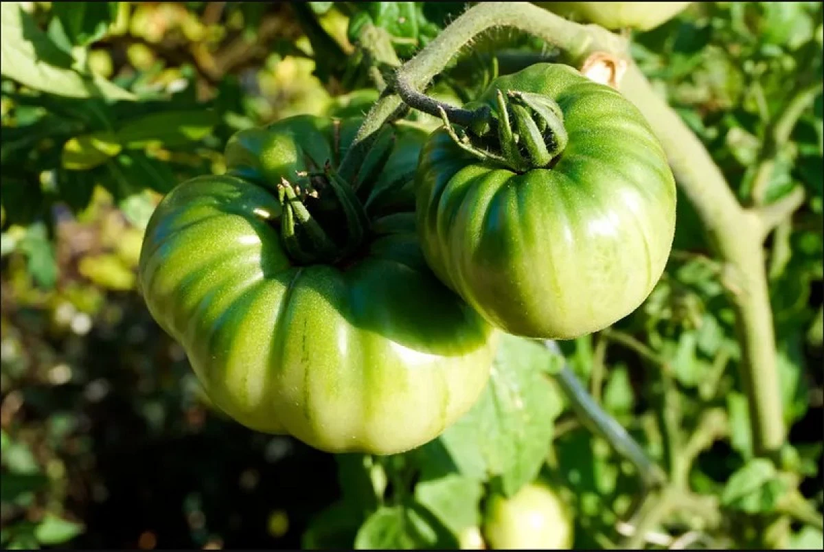 10 giant tomatid - üks puu kogu perele 6580_3