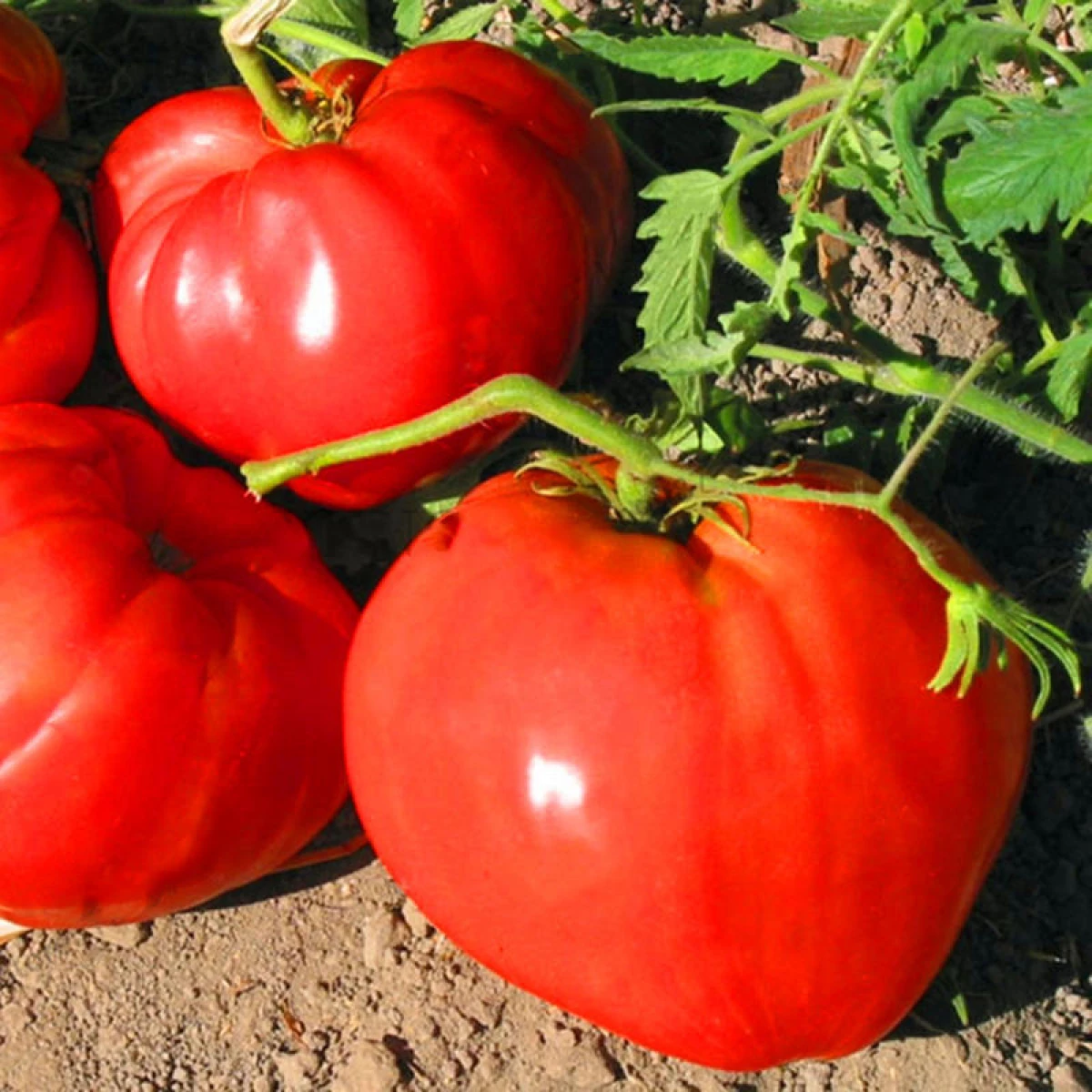 10 giant tomatid - üks puu kogu perele 6580_4