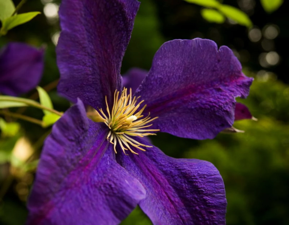 Frequent issues and errors arising from Clematis Growing 6740_1