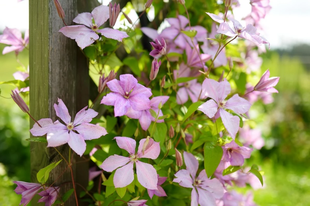Frequent issues and errors arising from Clematis Growing 6740_2