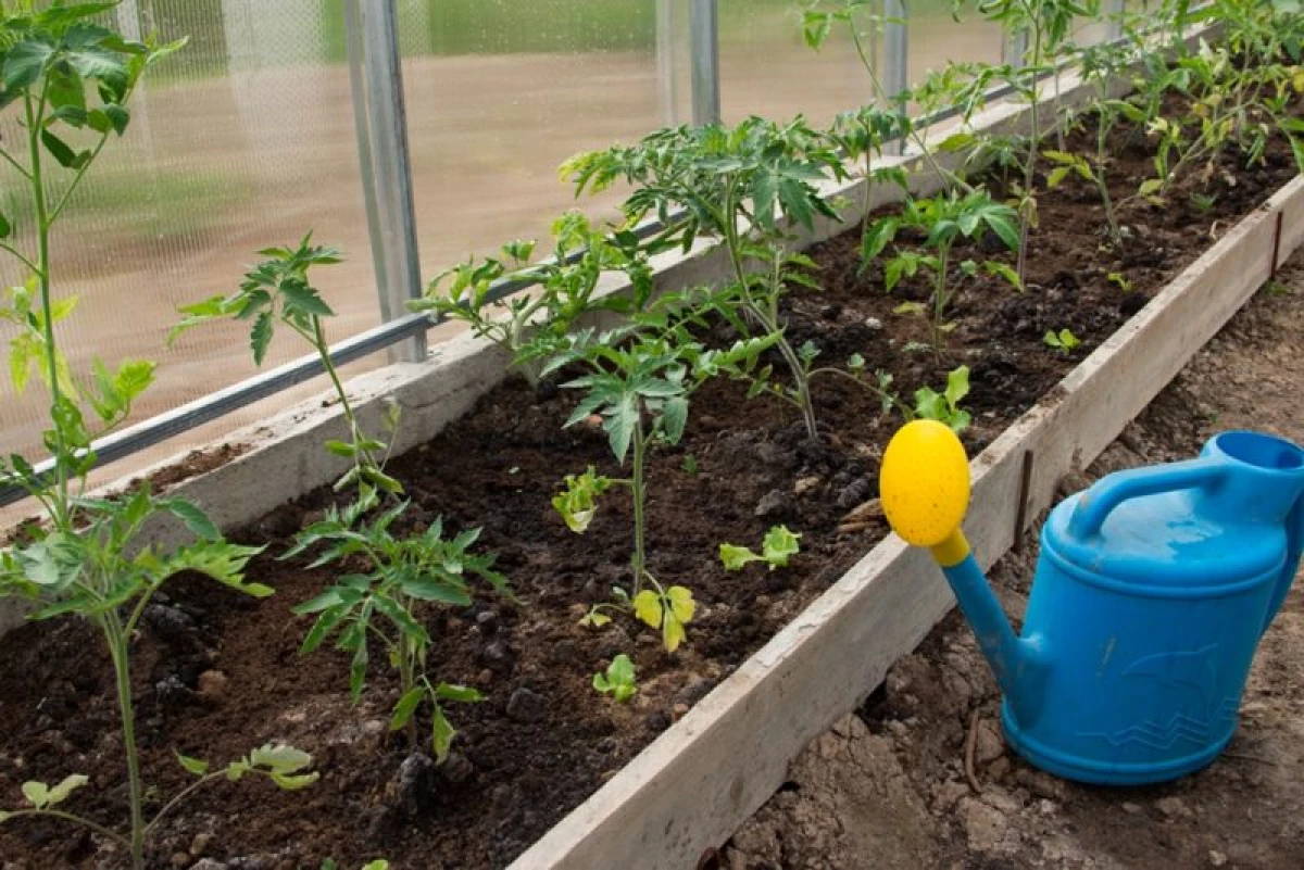 Mis kiirenemist tomatite seemned ja ei tee vea 700_1