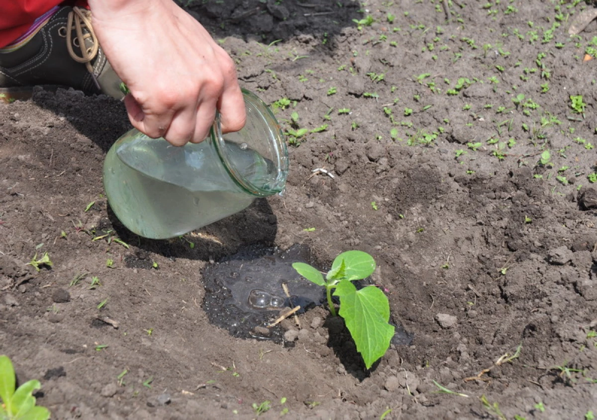 Regras simples para crecer pepinos no chan aberto 7060_3