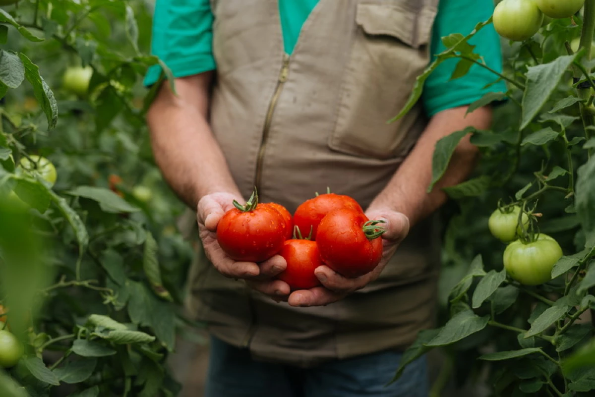 ٹماٹروں کی نسل کے لئے کونسا فنڈز ایک باغبان کی ضرورت ہے 7216_1