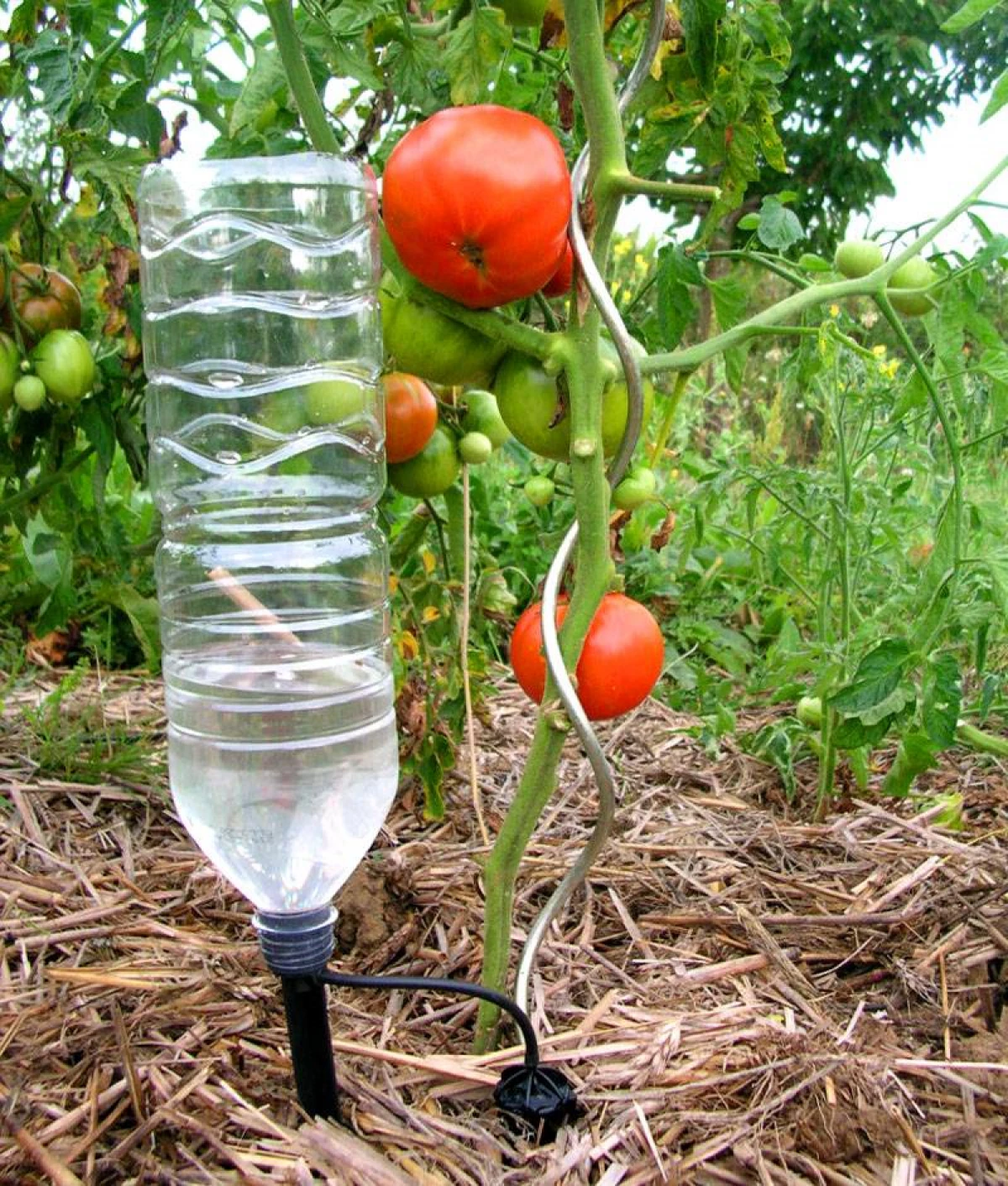 Nicht-Standard-Methode der Bewässerung von Tomaten 7217_2