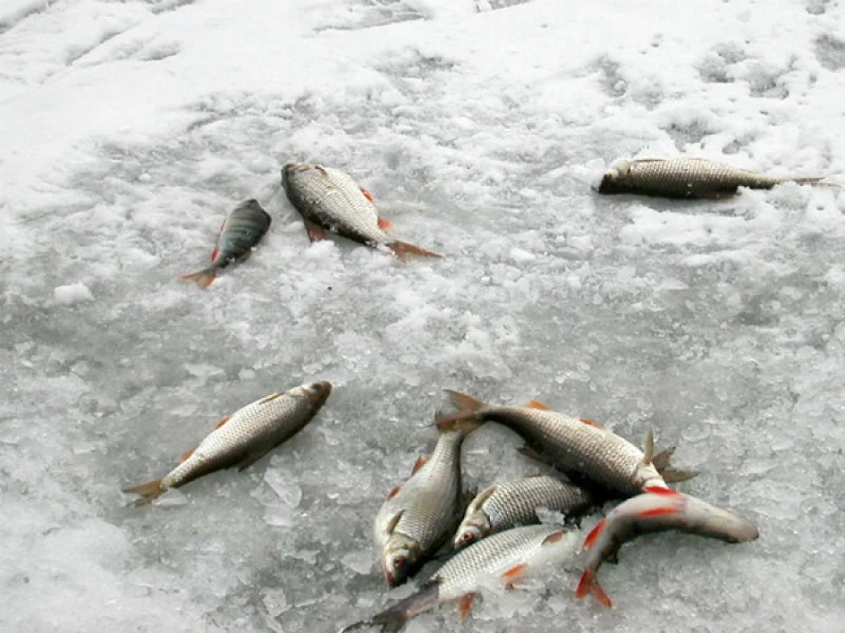 Зимняя рыбалка на Красноярском море на окуня