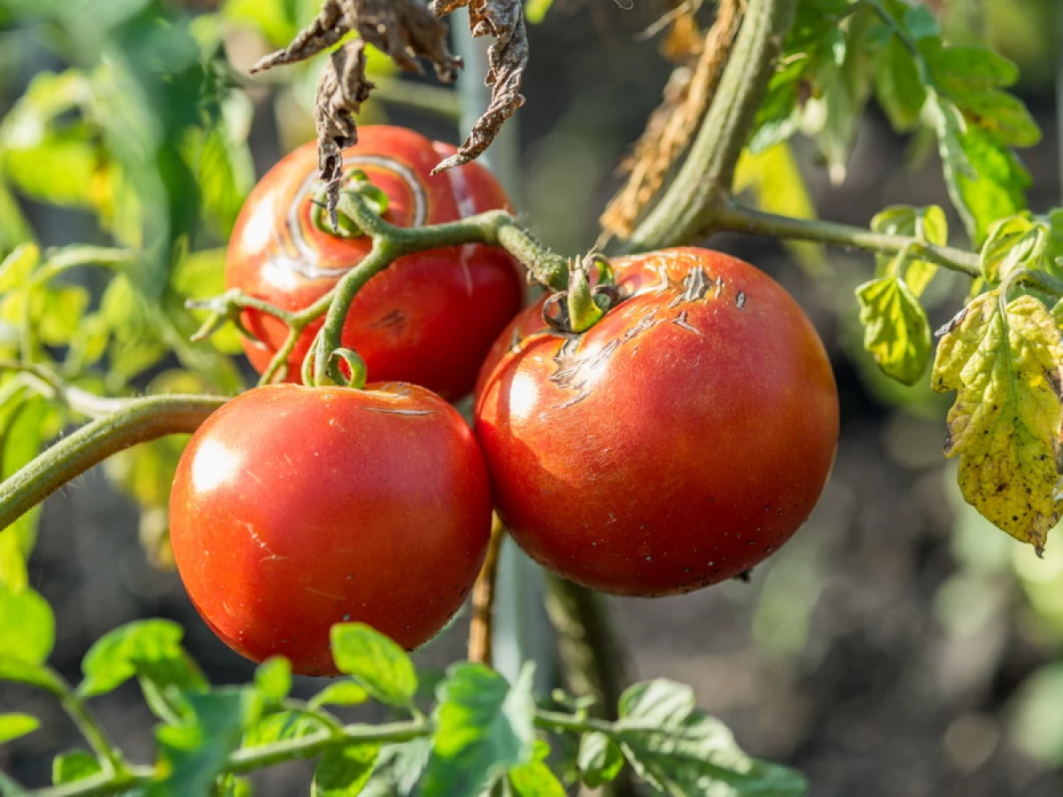 Retak ing tomat - carane nyingkirake masalah iki 7316_1