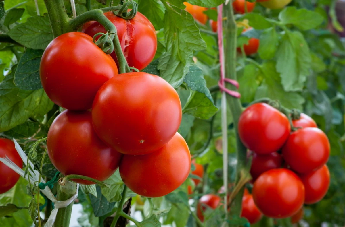 Iň meşhur gyzyl pomidor dürli görnüşleri 7332_1