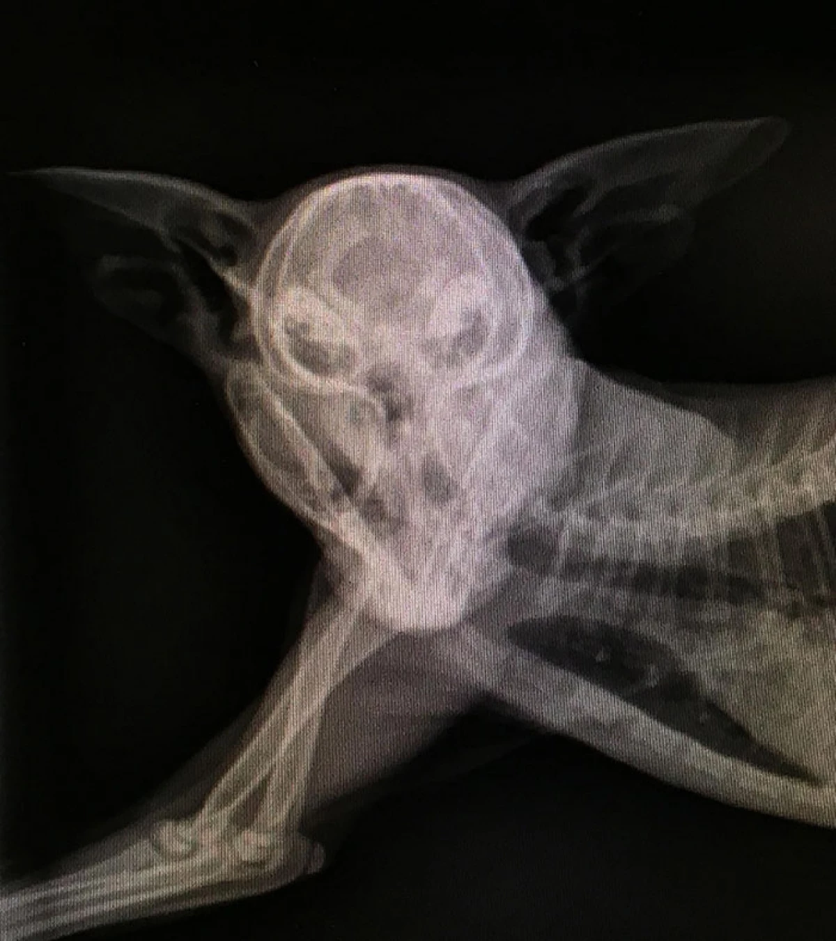 20 Napredne rentgenske posnetke, ki so pokazale ne samo kosti nekoga 7394_17