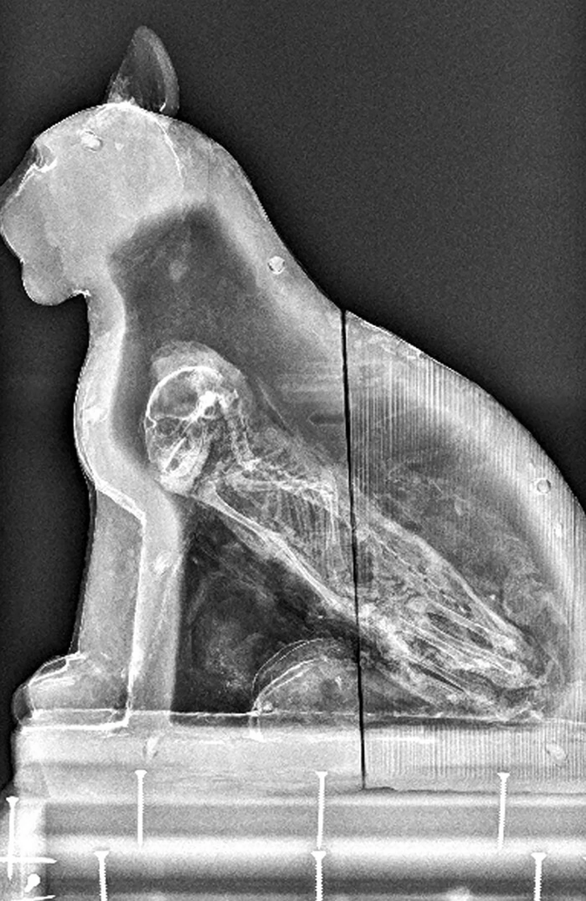 20 tembakan x-ray canggih yang menunjukkan tidak hanya tulang seseorang 7394_7
