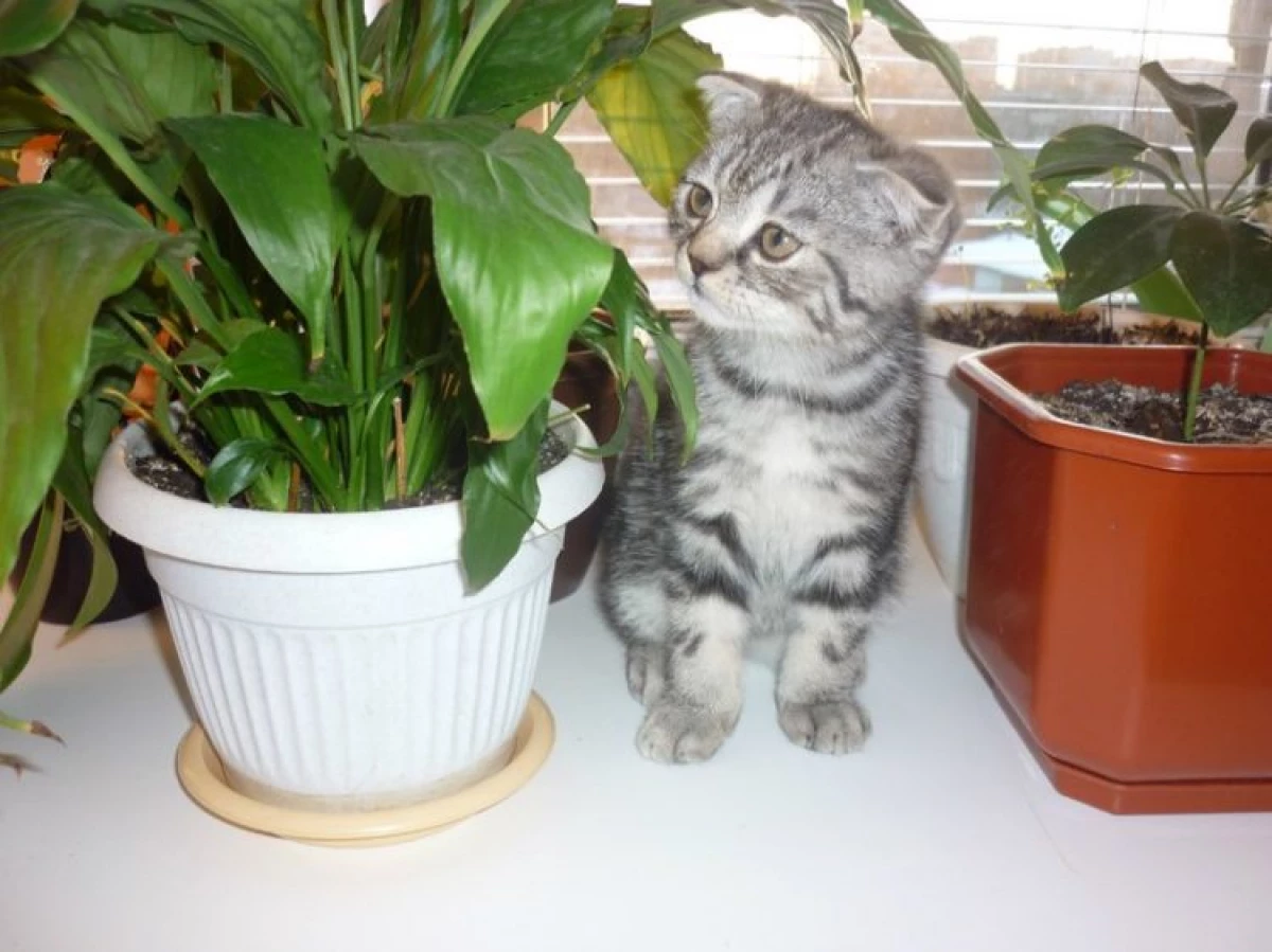 È pericoloso spathifylum per i gatti? Come riconciliare una pianta con gli animali?