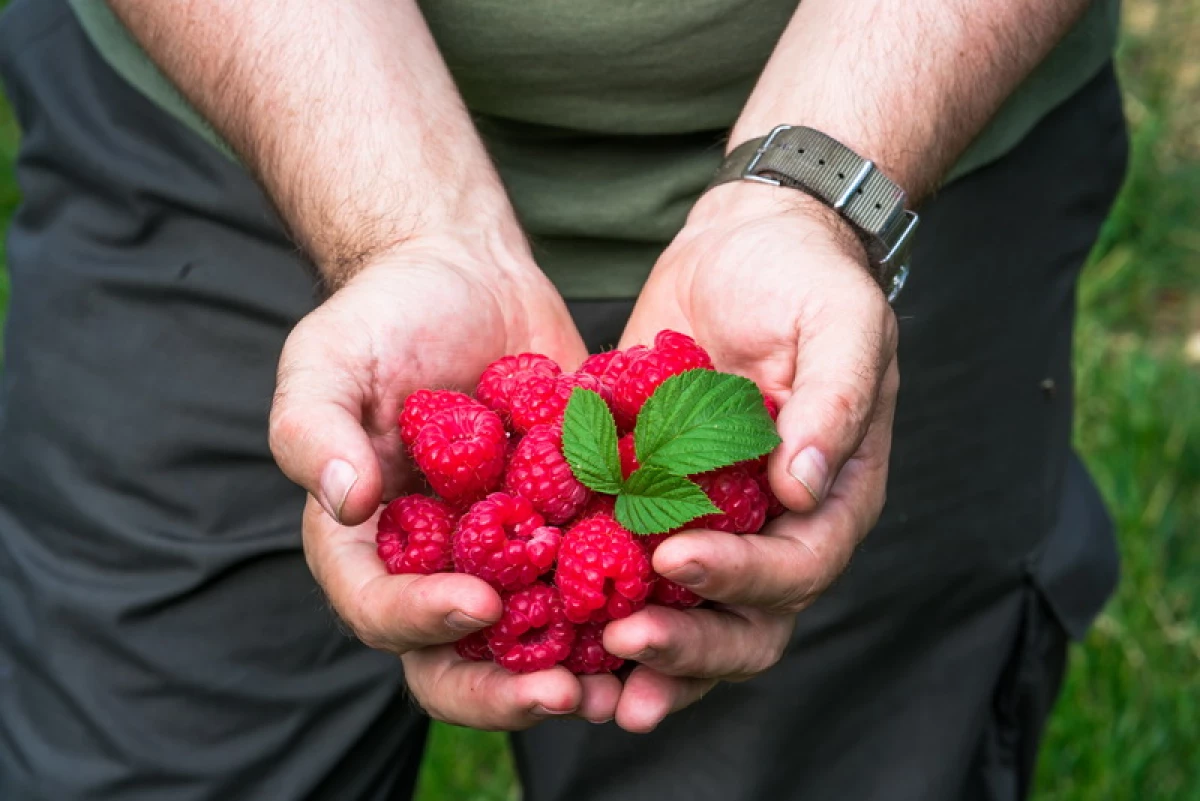 Hvordan oppnå rikelig Raspberry Fruiting: Grunnleggende anbefalinger 7557_1