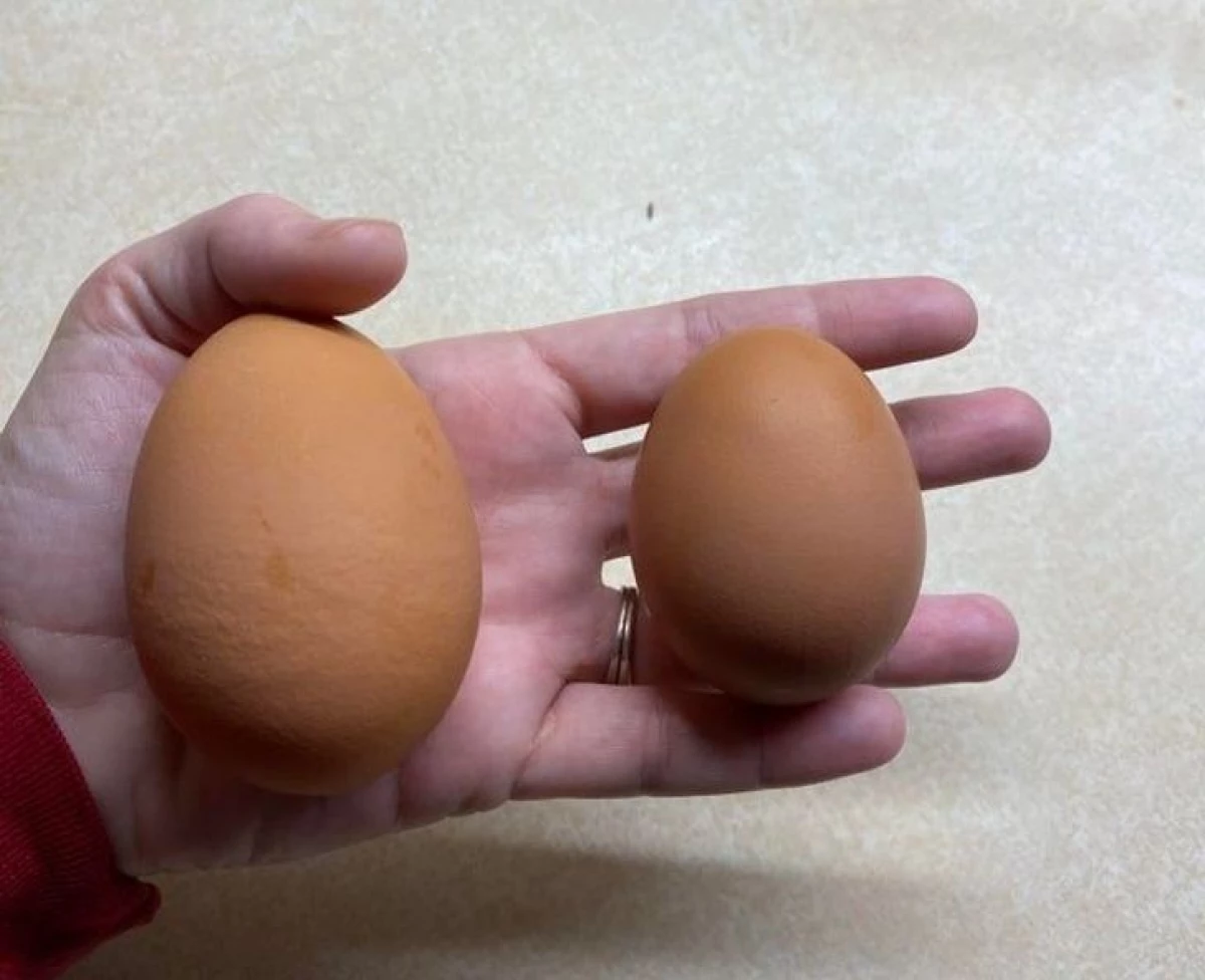 Теплые яички. Яйцо gram. 390 Грамм яиц. 90 Грамм яиц. 18 Грамм яиц.