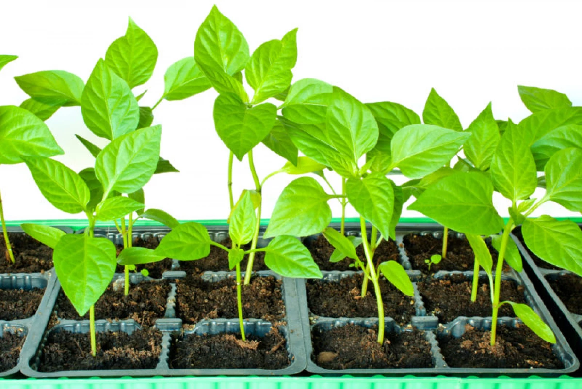 Växande plantor hemma: Grundläggande regler och rekommendationer 7906_1