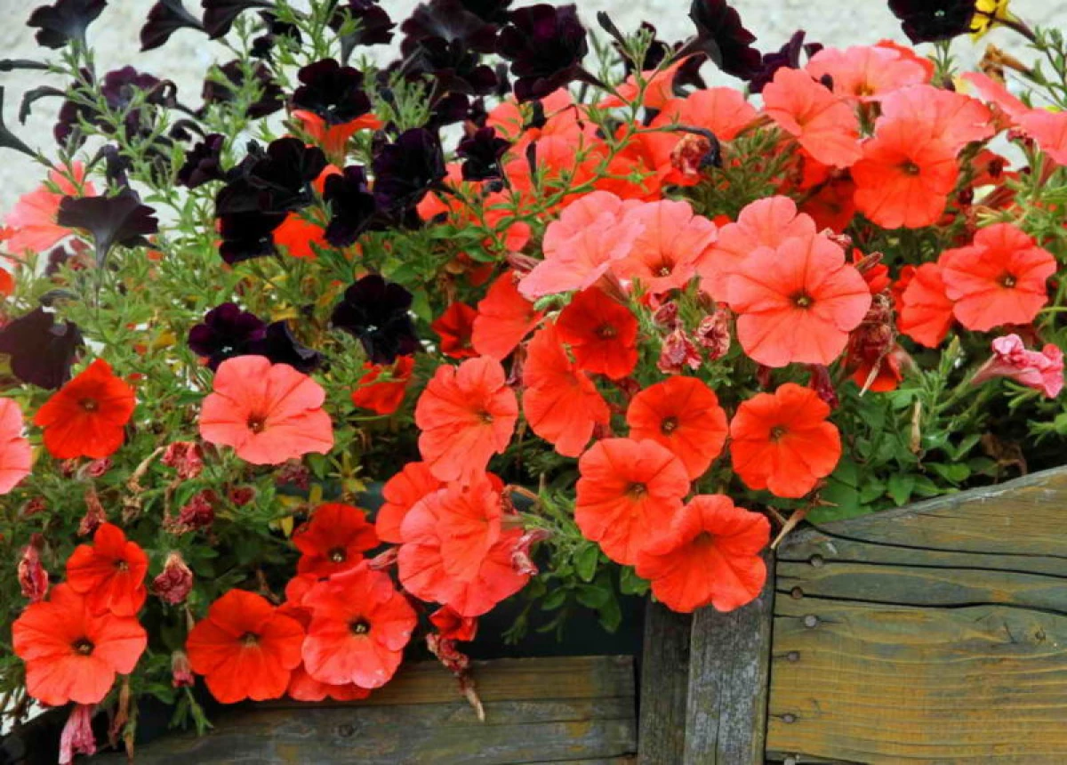 As flores de xardín máis popular e despretensioso 8057_4