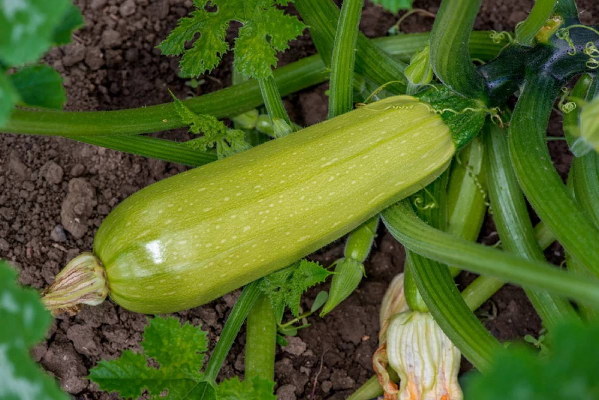 الخضروات الأكثر بساطة: ماذا تنمو البقالة الجديدة 8099_3