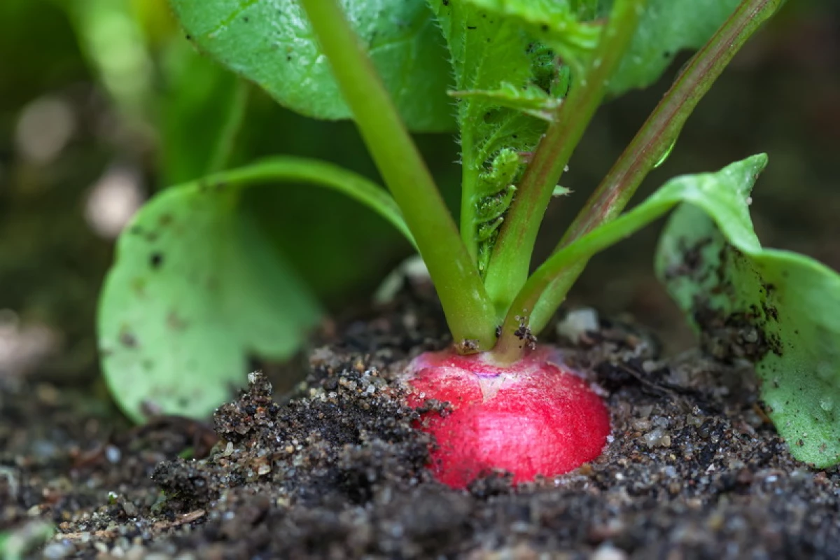 Els vegetals més senzills: què fer créixer el nouvingut 8099_6