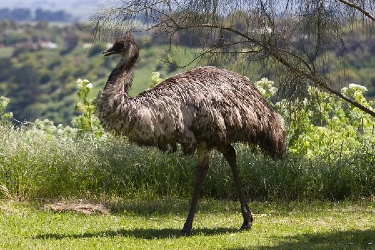 Apa bisa kanggo nggawe breed ostriches ing omah? 8454_1
