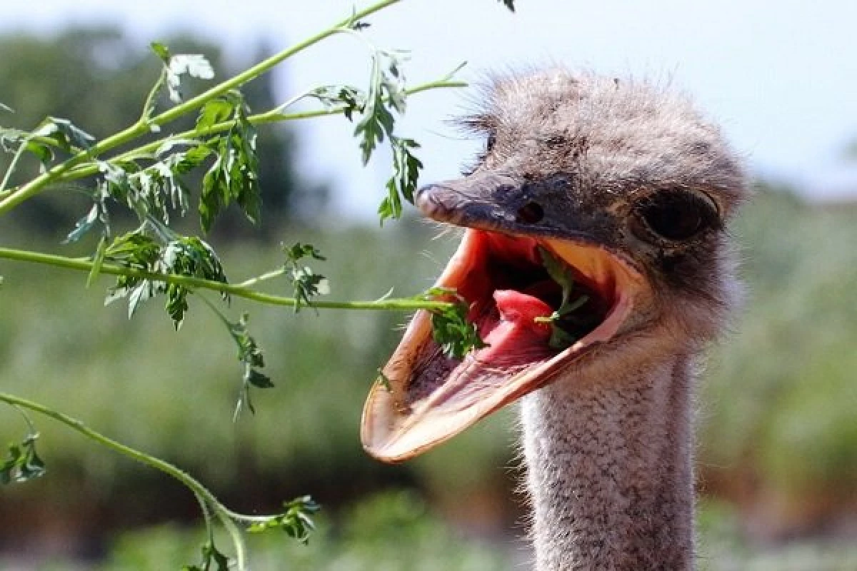 வீட்டிலுள்ள EMU இன் Ostriches ஐ இனப்பெருக்கம் செய்ய முடியுமா? 8454_2