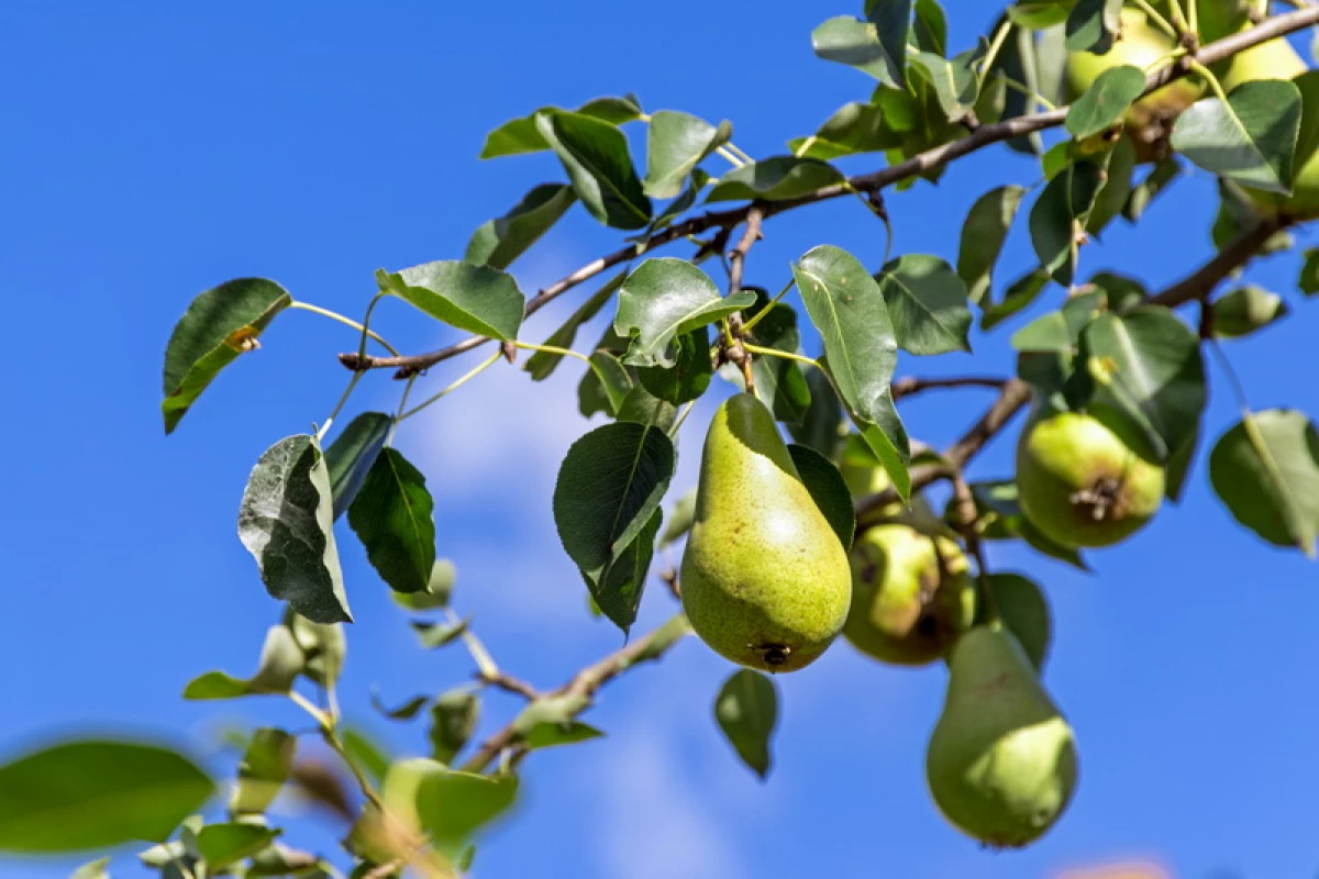 Top 7 Varieti Popular Pear Musim Luruh 850_3