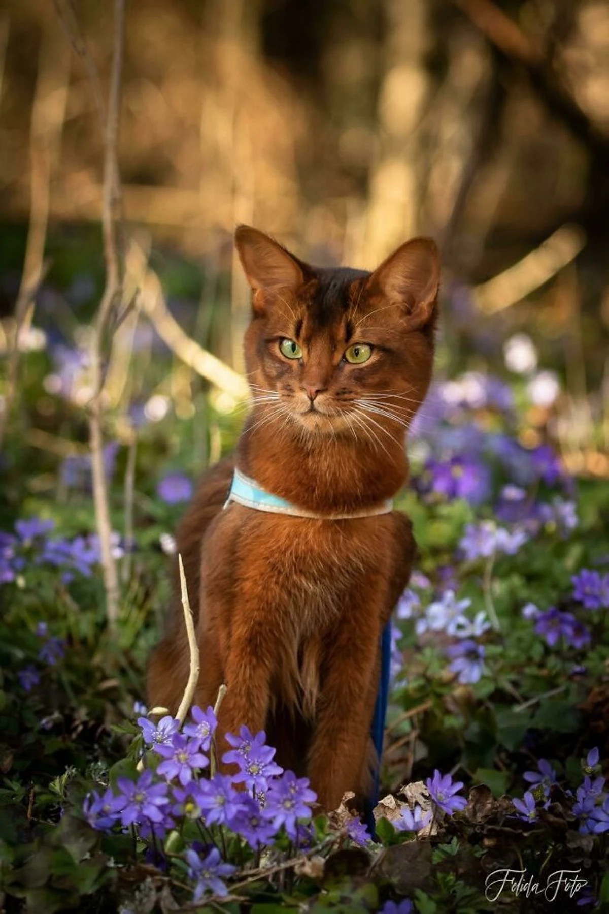Kočky, které nás dobyl (a jak udělat takové nádherné fotografie vašeho domácího mazlíčka na smartphone) 8659_18