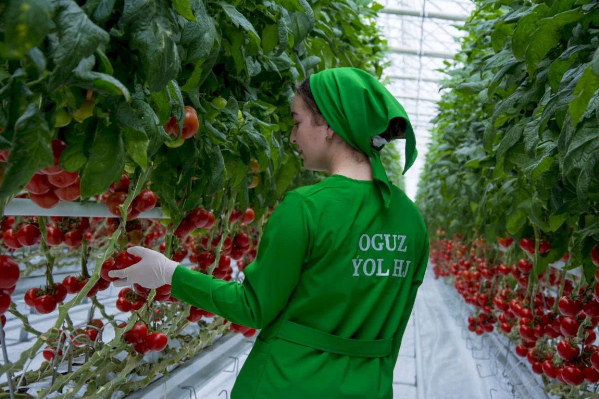Berdimuhamedov launched six modern greenhouses in Turkmenistan 86_2