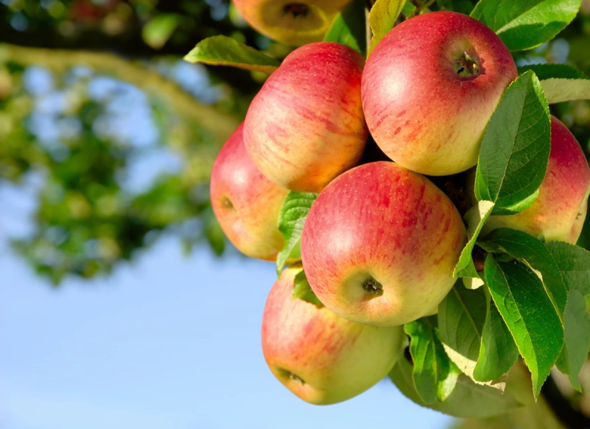 De mest läckra och utbyten av vinter äppelträd 8988_3