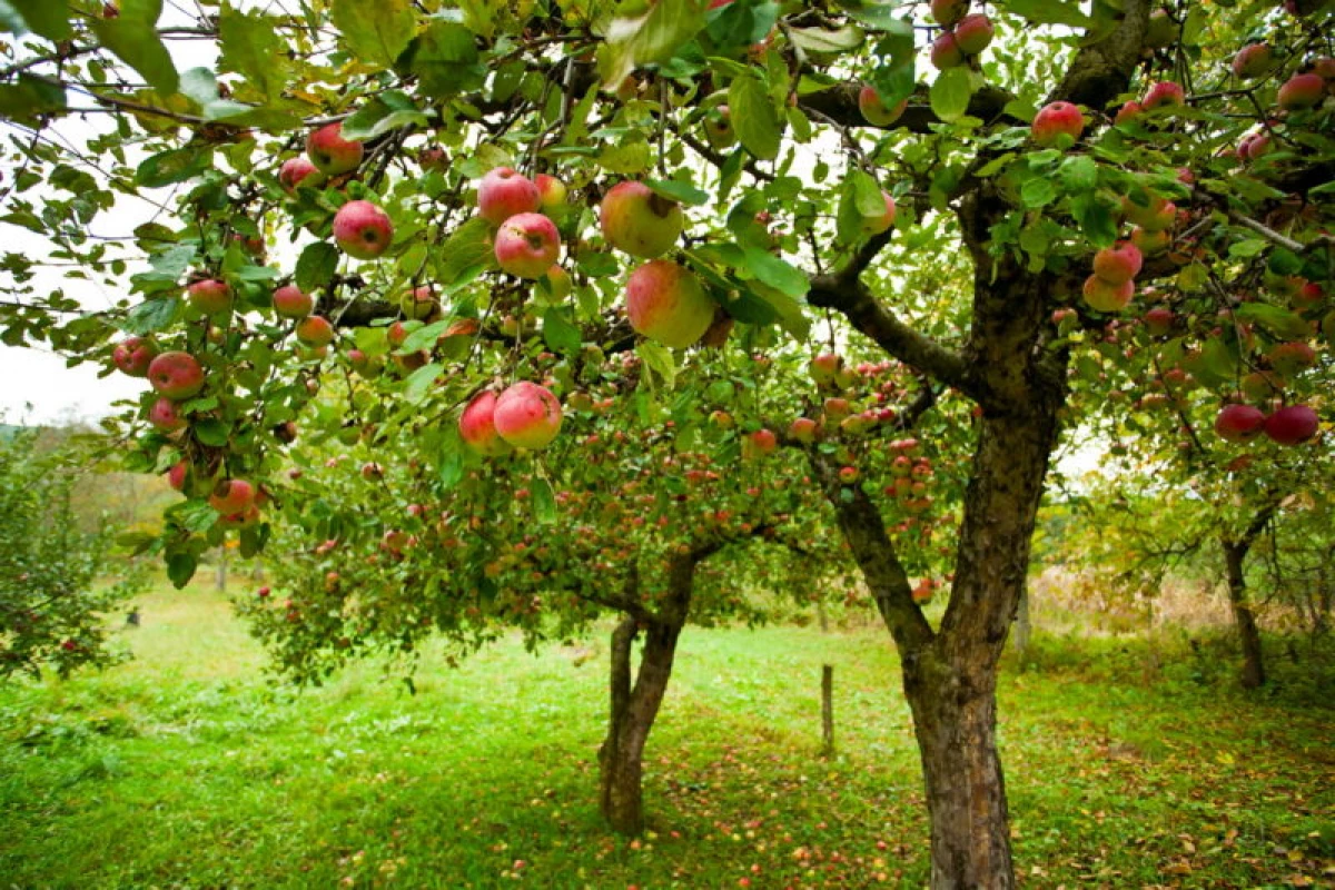 Ocaling ในก้น - วิธีง่ายๆในการฟื้นฟู orchard ของ Apple 9314_1
