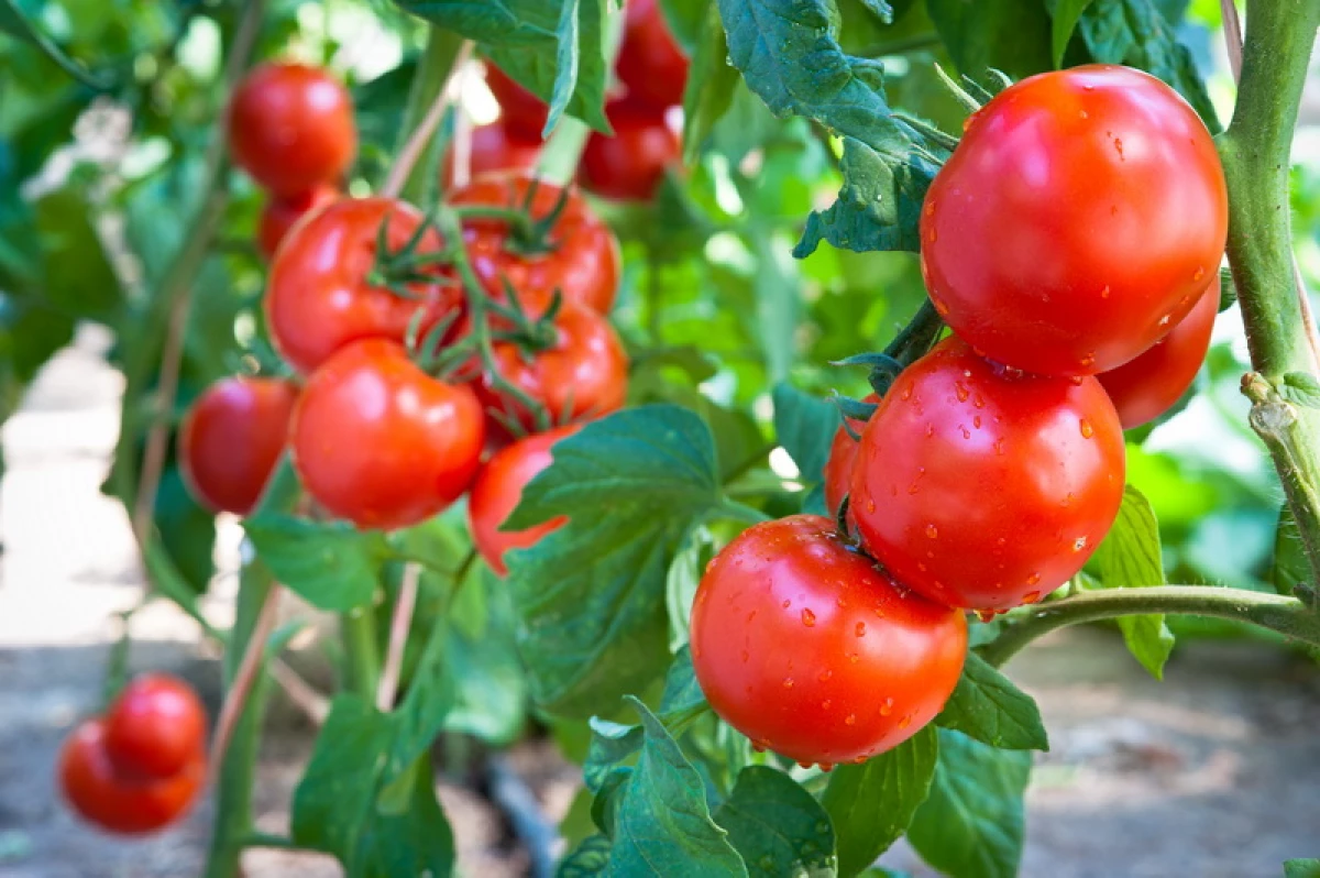 Top best tomatoes 2020 9498_3