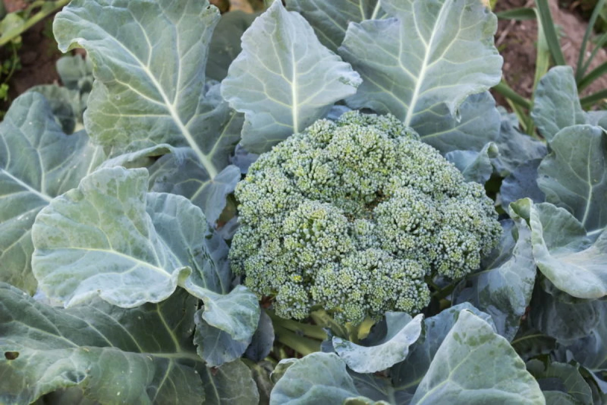 O brócoli ea coliflor non están empatados: cal é a razón e como resolver o problema