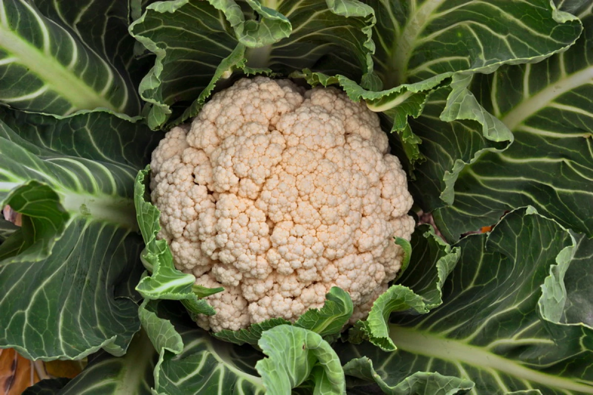 Ang broccoli at cauliflower ay hindi nakatali: ano ang dahilan at kung paano malutas ang problema 94_2