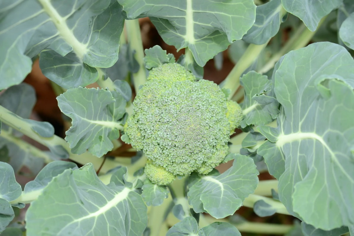 Brokoli sareng kembang engkol henteu dihijikeun: Naon alesan sareng kumaha cara ngabéréskeun masalah 94_3