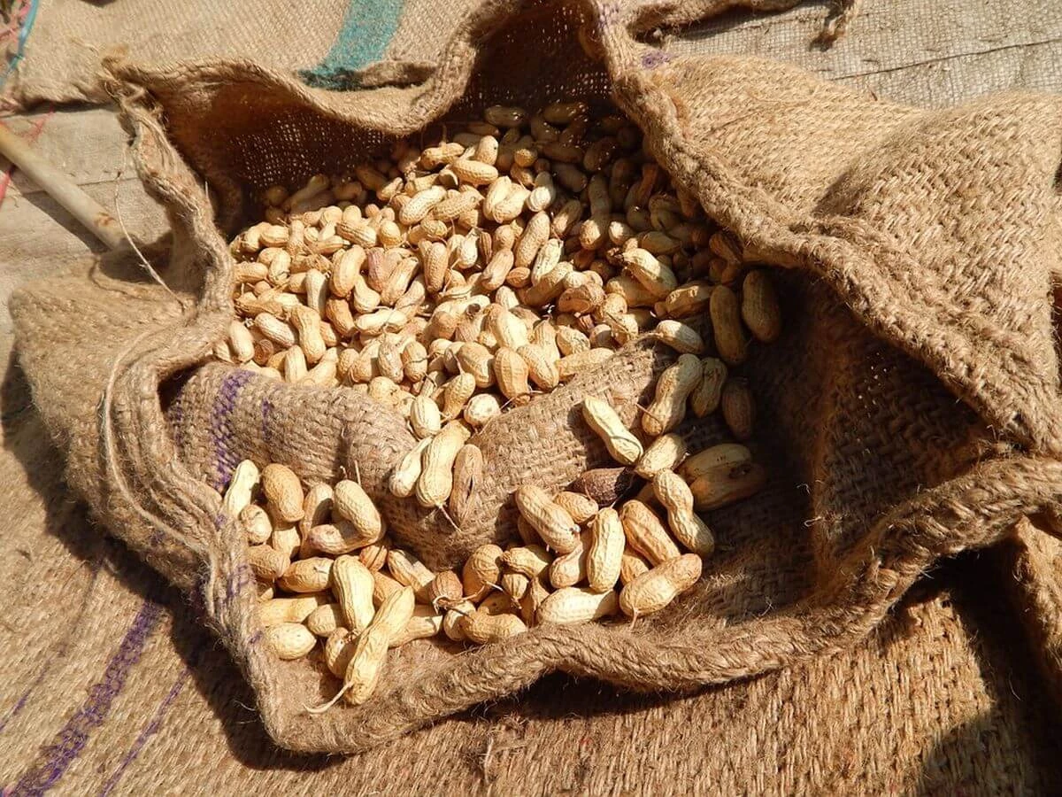 Rastú arašidy v krajine: sprievodca od A do Z 9757_4